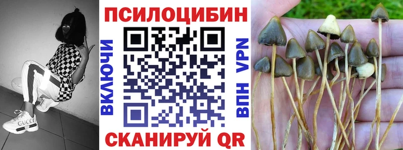 сколько стоит  Гусев  Псилоцибиновые грибы MAGIC MUSHROOMS 